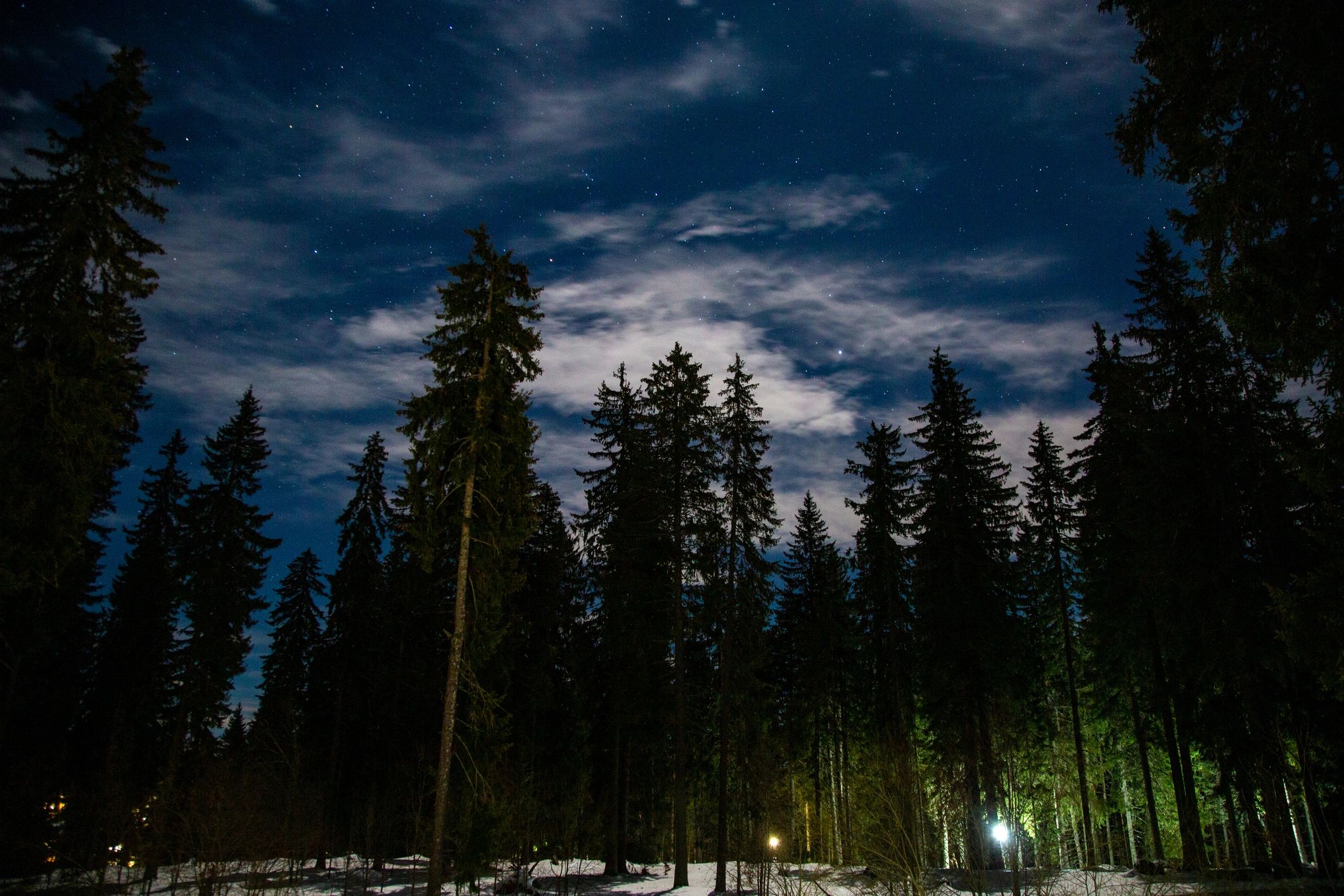 Forest at night under a starry sky for an after-dark quest vibe